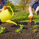 10 советов для успешного и эффективного ухода за огородом